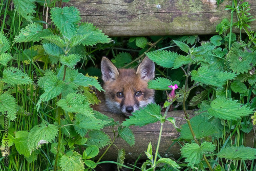 Quadro su tela A young fox cub looks out nervously from behind a wooden fence