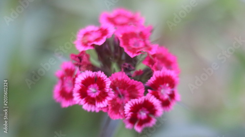 Beautiful Pink Dianthus Flower Nature Photography and Garden Beauty