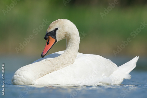 Cuadro en lienzo Mute Swan (Cygnus olor) swimming on a pond surface in natural habitat — common b