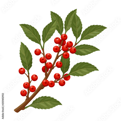 Illustration of Ilex verticillata, known as winterberry, isolated on a white background.