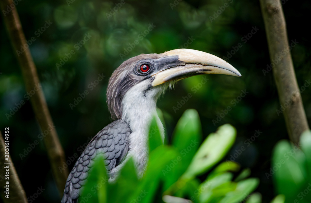 Obraz premium The Sri Lanka grey hornbill (Ocyceros gingalensis) is endemic bird found in Sri Lanka