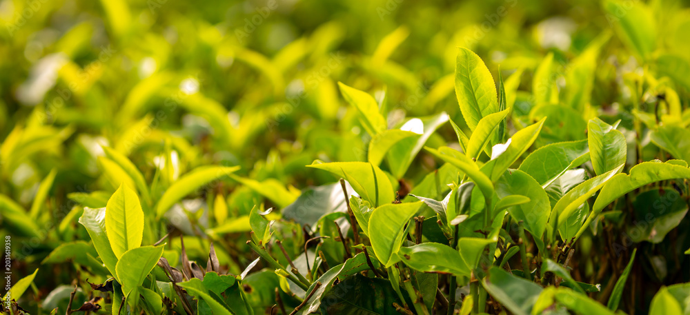 Fototapeta premium A close-up of fresh tea leaves on a plantation. Industrial tea cultivation in Sri Lanka. Close-up of tea bushes.