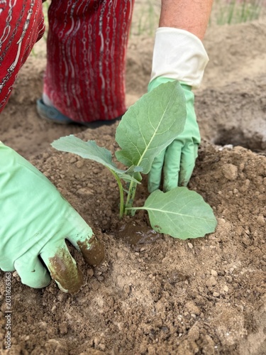 A woman plants cabbage seedlings in a garden bed.
