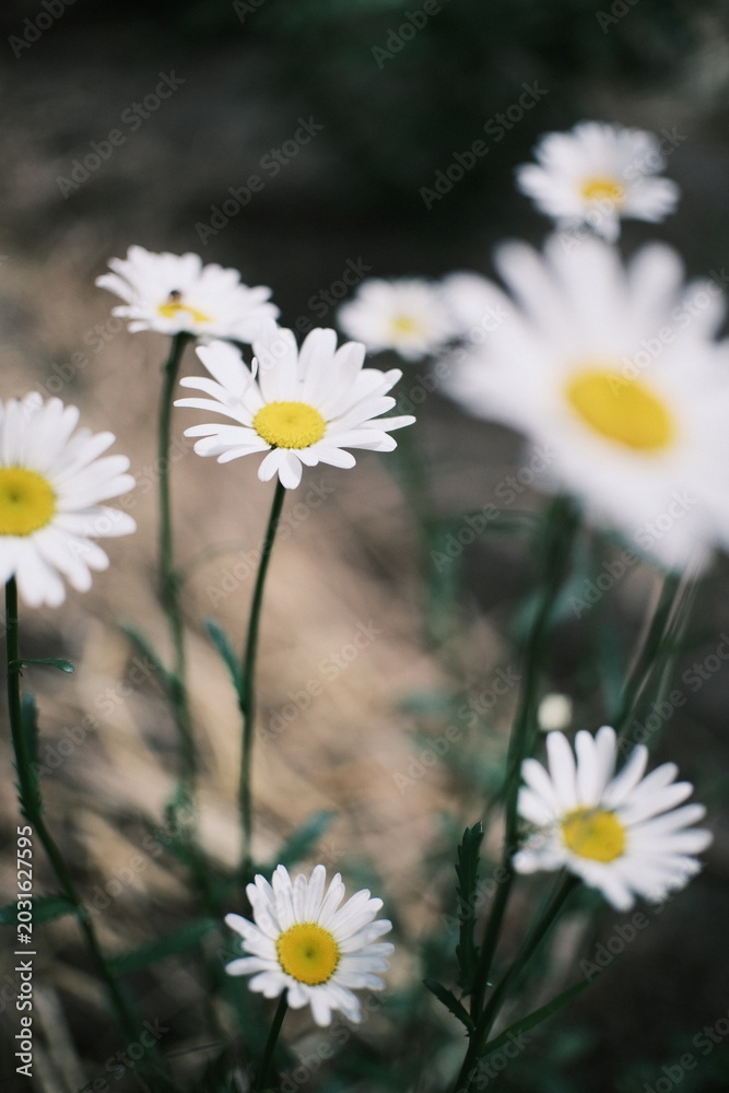 Fototapeta premium Slow motion close up of wild white daisy flowers swaying in the wind. High resolution cinematic nature footage with dark moody background and soft bokeh.
