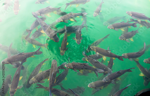 Foto There are many Japanese carp fish swimming in the water