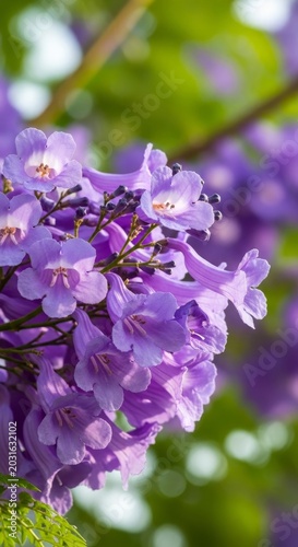 Jacaranda in Full Bloom - A Stunning Display of Purple Flowers.