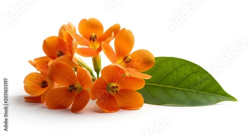 Radiant Orange Flowers with Vibrant Green Leaf on White Background.