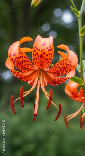 Striking Tiger Lily Bloom - A Vibrant Display of Natures Artistry.