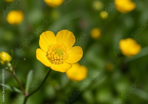 Vibrant Buttercup Flower in Lush Green Meadow, Close-up View.