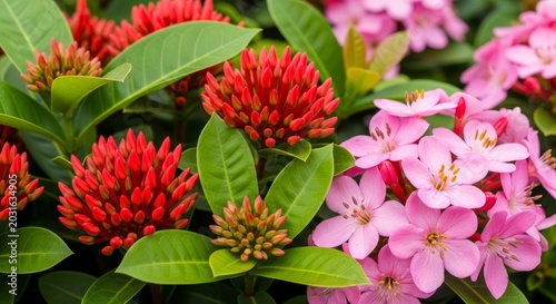 Vibrant Ixora Blossoms - A Close-Up of Red and Pink Flowers.
