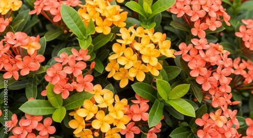 Vibrant Ixora Blooms - A Colorful Display of Natures Beauty.