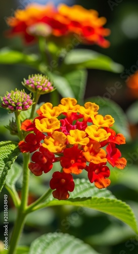 Vibrant Lantana Flowers in Full Bloom - A Colorful Display of Natures Beauty.