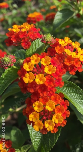 Vibrant Lantana Flowers in Full Bloom - A Colorful Display of Natures Beauty.