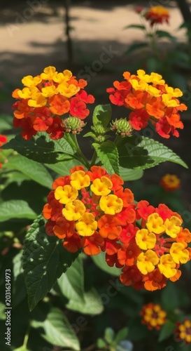 Vibrant Lantana Flowers in Full Bloom - A Colorful Display of Natures Beauty.
