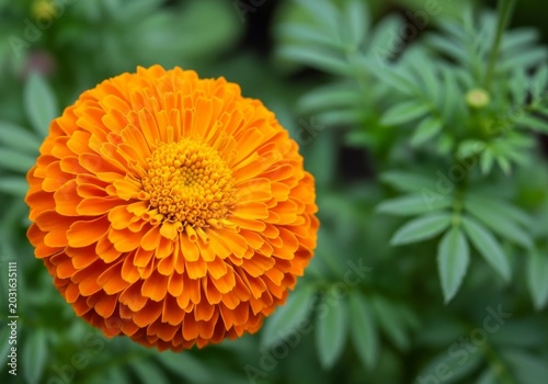 Vibrant Orange Marigold Flower in Full Bloom with Green Foliage.
