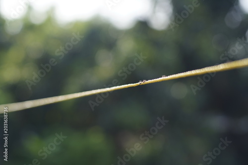 Tiny Ants Walking on a Thin Rope