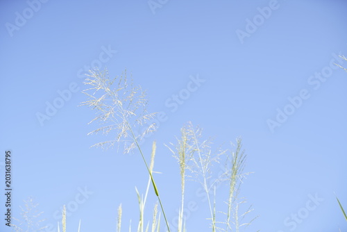 Delicate Wild Grass Against Clear Blue Sky