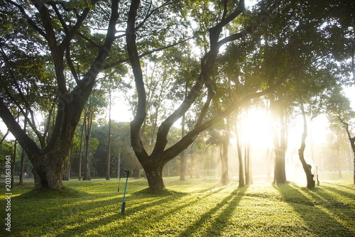 Morning Sunlight Streaming Through Woodland