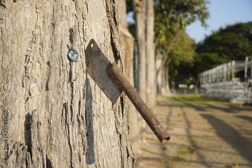 Rusty Axe Stuck in Tree Trunk Outdoors