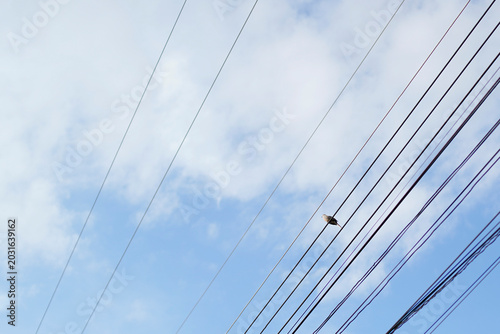 Bird Sitting on Power Lines Against Blue Sky