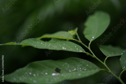 rain drops on a leaf
