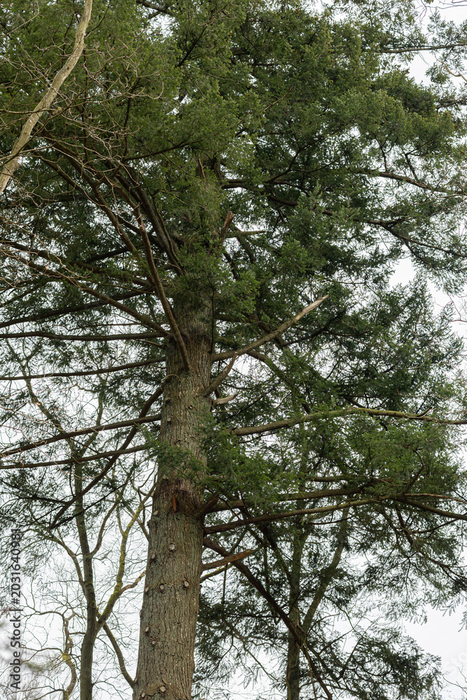 Fototapeta premium Low angle view of a tall pine tree with a lush green canopy against the sky. A vertical low-angle shot looking up at a majestic coniferous tree with a thick trunk and wide branching crown. 