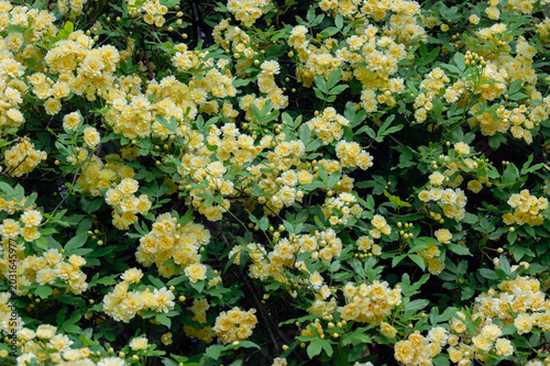 モッコウバラ-木香薔薇