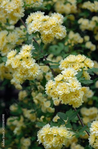 モッコウバラ-木香薔薇