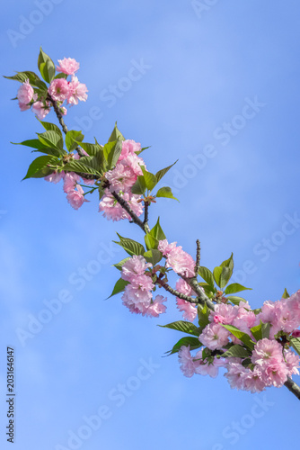 青空と八重桜-Sakura
