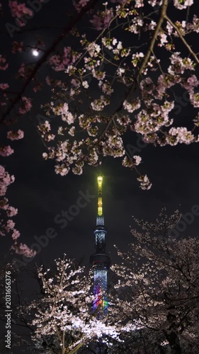 隅田公園の夜桜とスカイツリー　東京都台東区