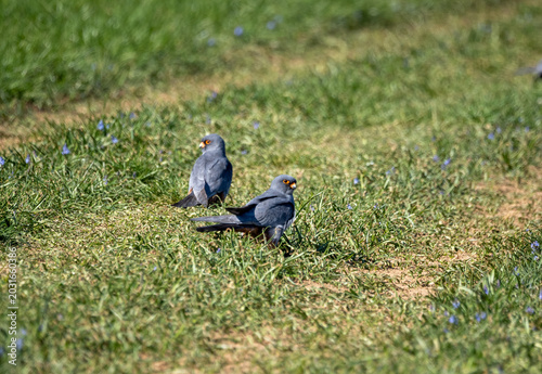 Quadro su tela Two male red-footed falcons on the ground (Falco vespertinus)