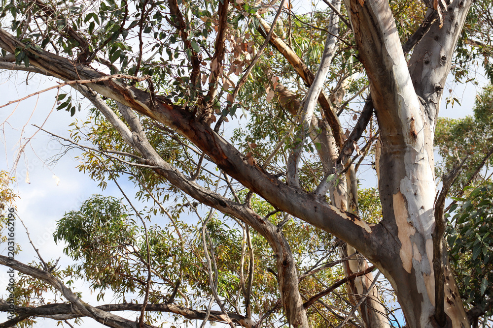 Fototapeta premium eucalyptus trees in australian bushland and blue sky