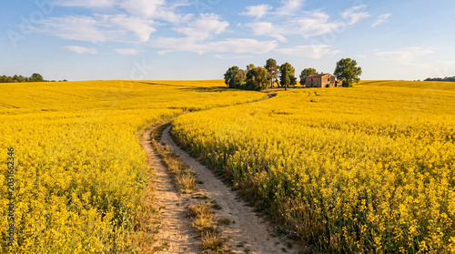 Foto Winding dirt road cuts through vibrant yellow rapeseed fields towards a charming farmhouse under a blue sky