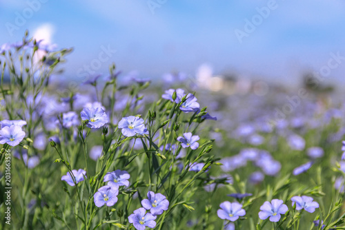 北海道当別町、日の出とともに開花する亜麻【6月】