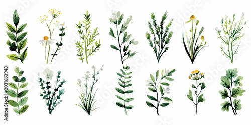 Watercolor botanical collection illustrating various green leaves, plants, and wild herbs, ideal for natural designs, organic product packaging, and ecological branding elements