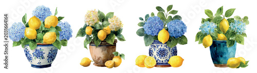 Hand painted watercolor set depicting charming floral compositions with blue and white hydrangeas and bright yellow lemons in different ceramic pots, isolated on a white background