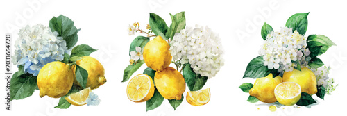 Three watercolor still lifes of bright yellow lemons, sliced citrus and blue white hydrangea blooms with green leaves on a clean white background, fresh and summery
