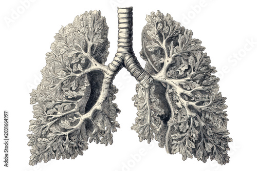 Detailed illustration of human lungs isolated on transparent background.