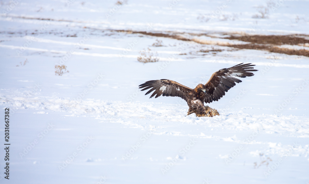 Fototapeta premium A large eagle caught a fox against a backdrop of snow. A bird of prey hunts its prey. A golden eagle sits in the snow, clinging to its prey. Falconry. A national tradition of Asia. Berkutchi,