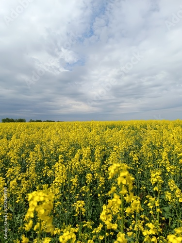 Vertical landscape of a blooming yellow canola field. Agricultural rapeseed crop under a cloudy sky