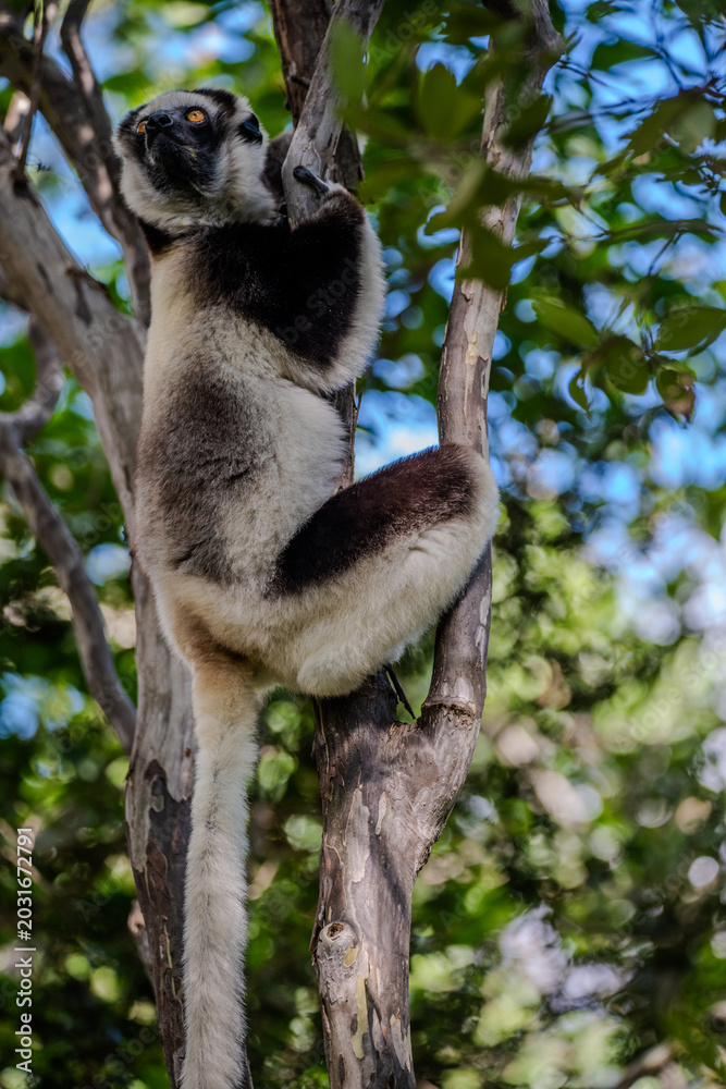 Fototapeta premium Verreaux's sifaka climbing a tree in a forest near Ranohira