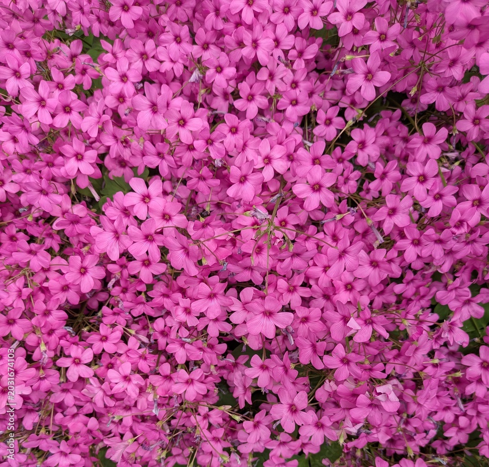 Obraz premium Full frame background of dense pink oxalis flowers blooming in abundance.
