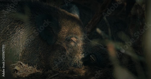 Wild Boar Sus Scrofa, Also Known As The Wild Swine, Eurasian Wild Pig Lying In Autumn