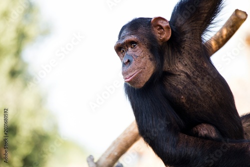 Photography Monkey Sitting Calmly on Top of a Tree Branch