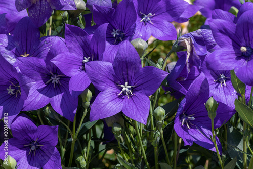 A close up of violet flowers of Platycodon grandiflorus (Balloon Flower, Chinese bellflower) in the garden