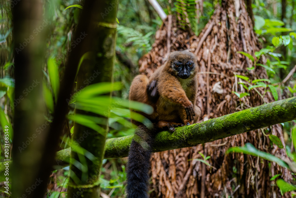 Fototapeta premium Red-bellied lemur sitting on a mossy tree branch