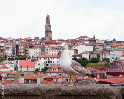 Seagull and city view of Porto, Portugal