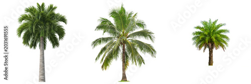Фотография Photograph of three distinct tropical palm trees showcasing lush green fronds and sturdy trunks