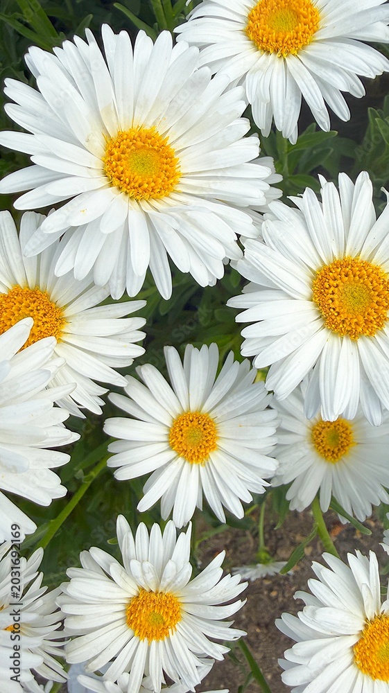 Fototapeta premium Blooming Chamomile Daisies in Summer Garden Fields 