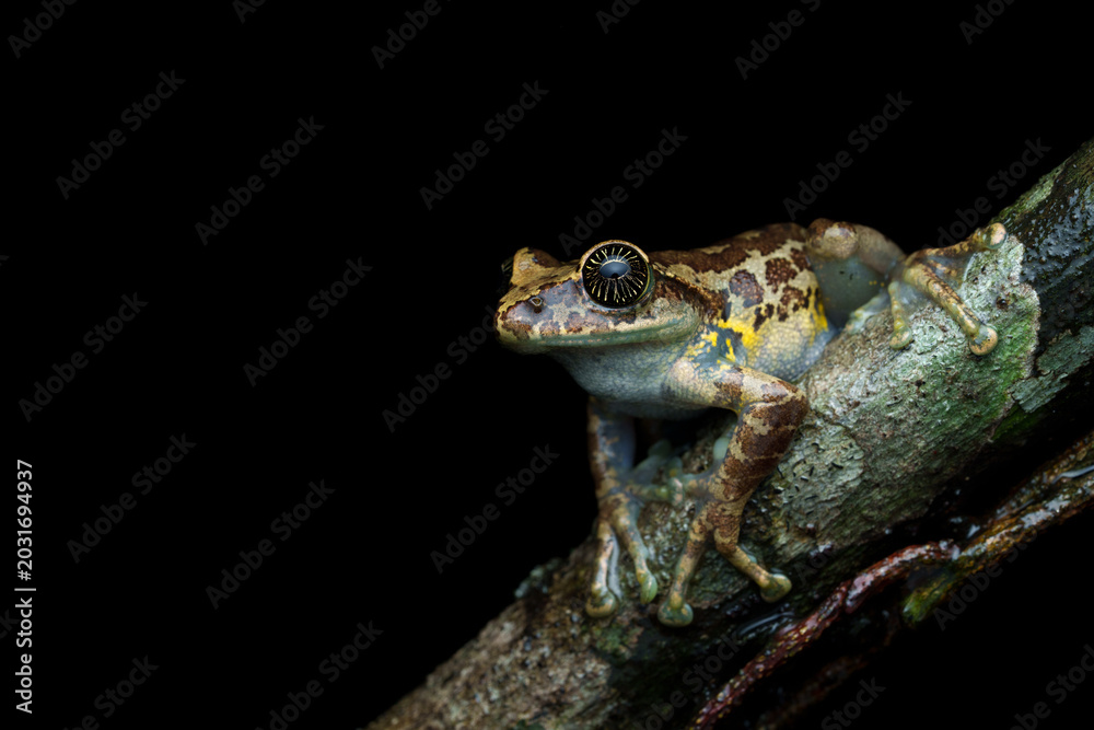 Fototapeta premium Close-up macro photograph of a starry-eyed Ghat tree frog resting in its natural rainforest habitat in the Western Ghats, India. The image highlights the frog’s unique star-like eyes, textured skin